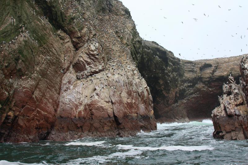 1185-Isole Ballestas,19 luglio 2013.JPG